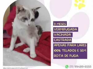 Gato raça SRD-ViraLata idade 2 a 6 meses nome Elba