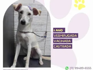 Cachorro raça SRD-ViraLata idade 1 ano nome Fifi