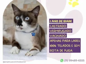 Gato raça SRD-ViraLata idade 1 ano nome Jorge 