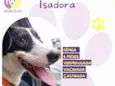 Isadora 