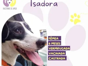 Cachorro raça SRD-ViraLata idade 2 a 6 meses nome Isadora 