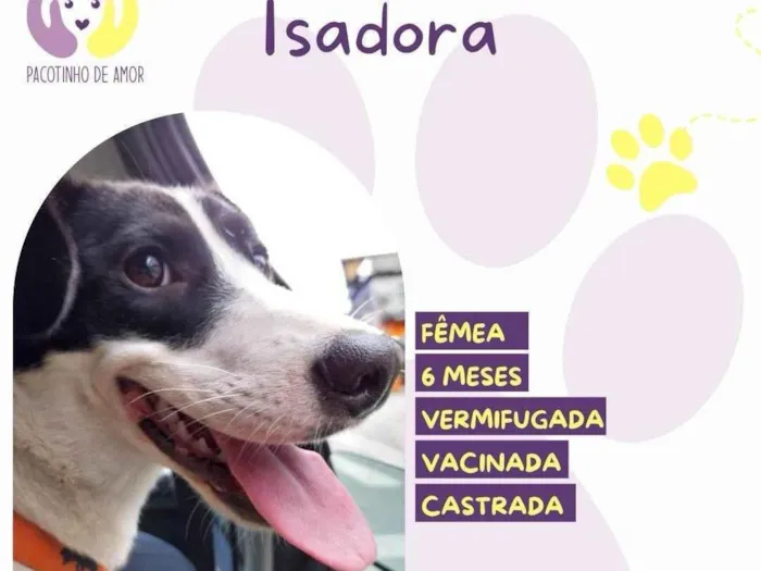 Cachorro ra a SRD-ViraLata idade 2 a 6 meses nome Isadora 
