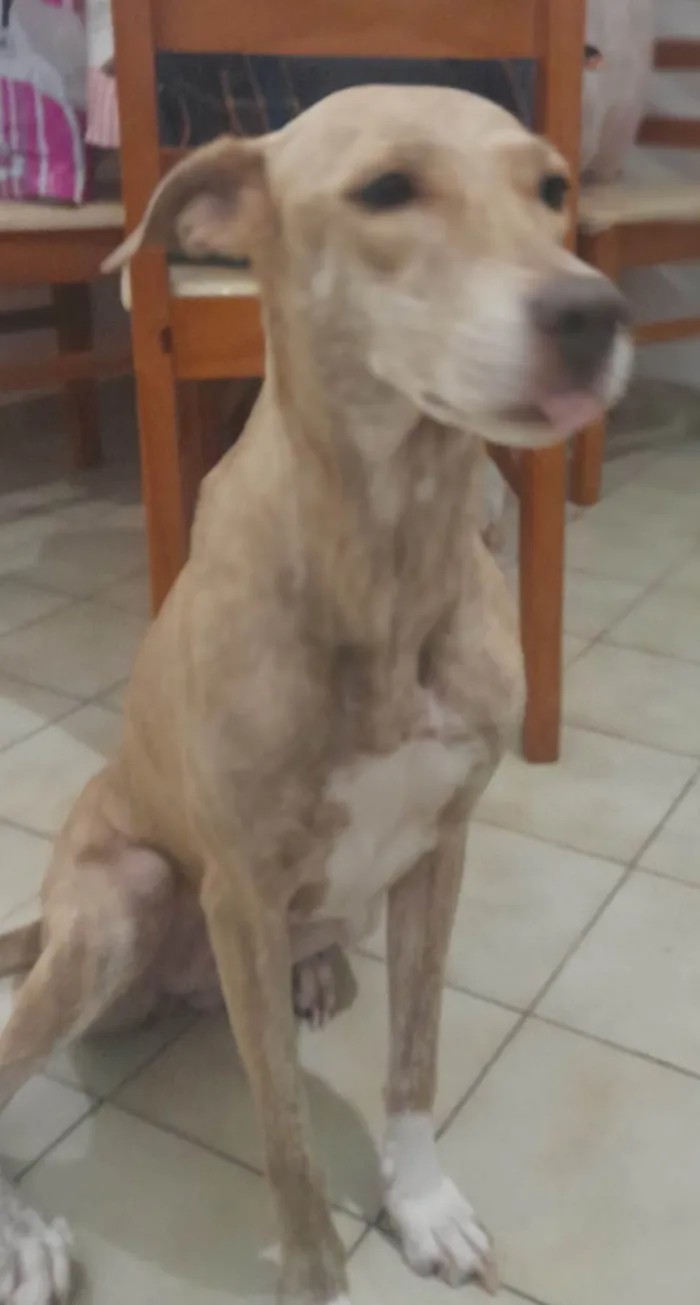 Cachorro ra a RI idade 4 anos nome Pandora