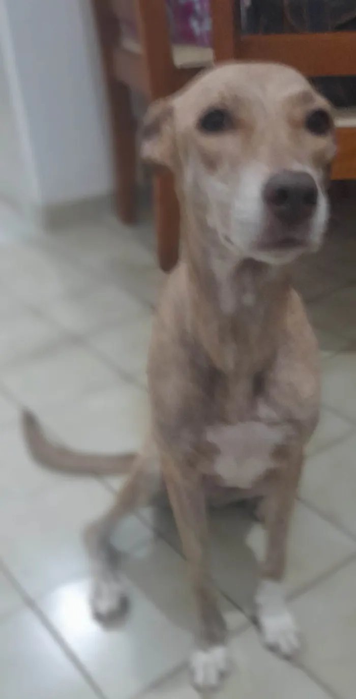 Cachorro ra a RI idade 4 anos nome Pandora