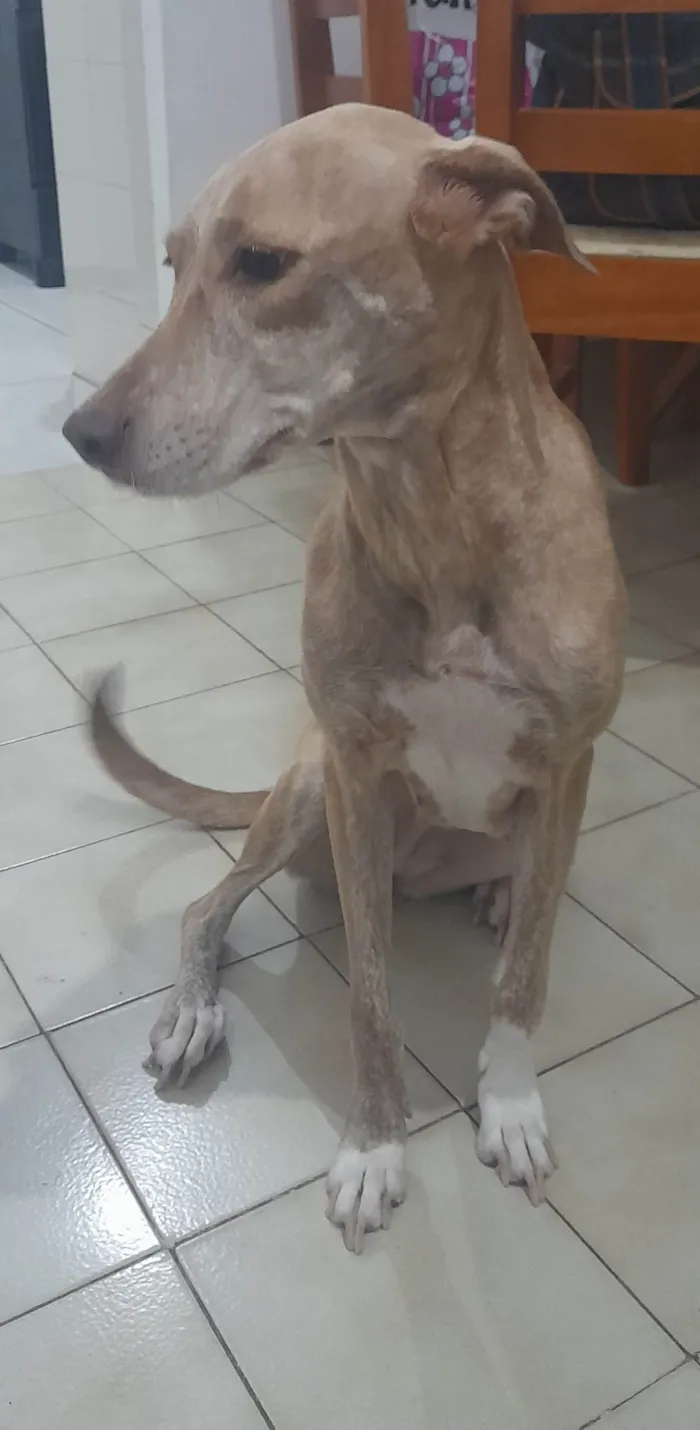 Cachorro ra a RI idade 4 anos nome Pandora