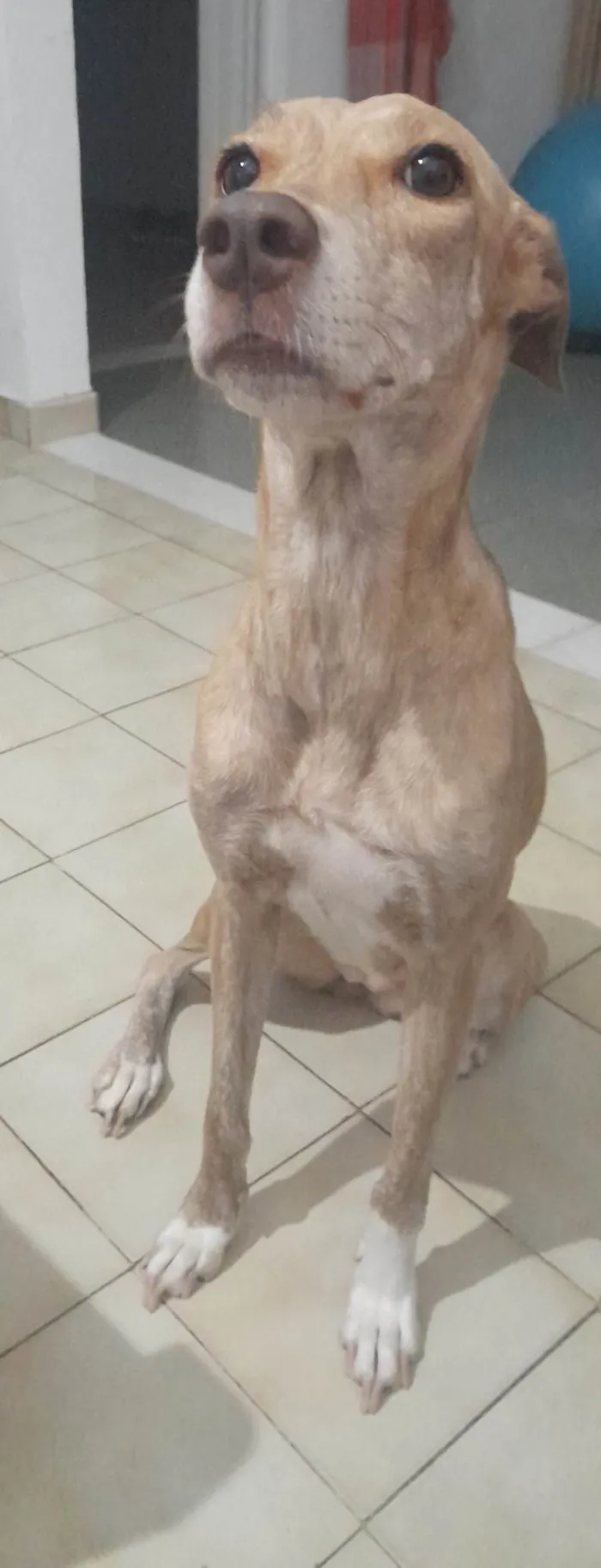 Cachorro ra a RI idade 4 anos nome Pandora