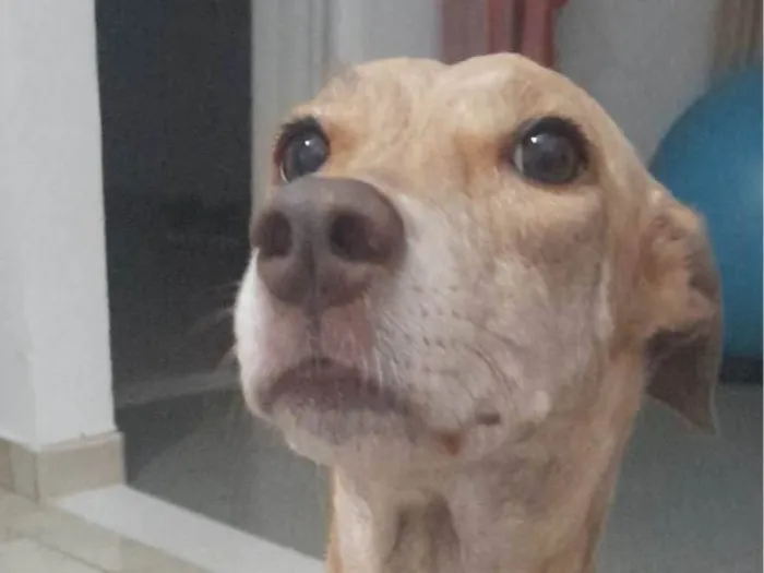 Cachorro ra a RI idade 4 anos nome Pandora