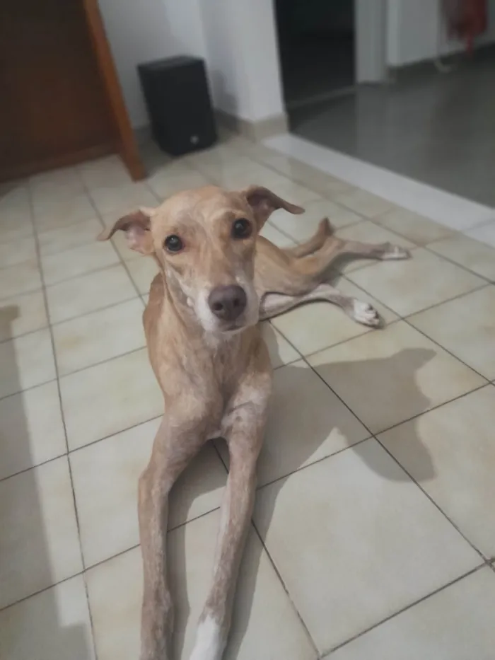 Cachorro ra a RI idade 4 anos nome Pandora