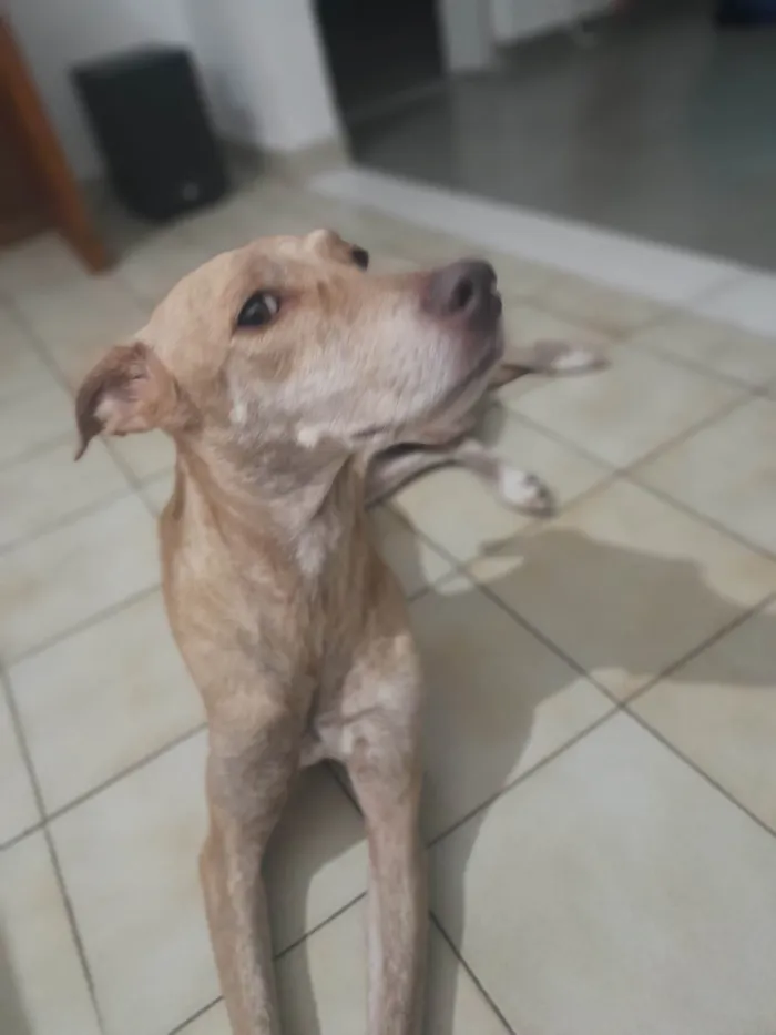 Cachorro ra a RI idade 4 anos nome Pandora