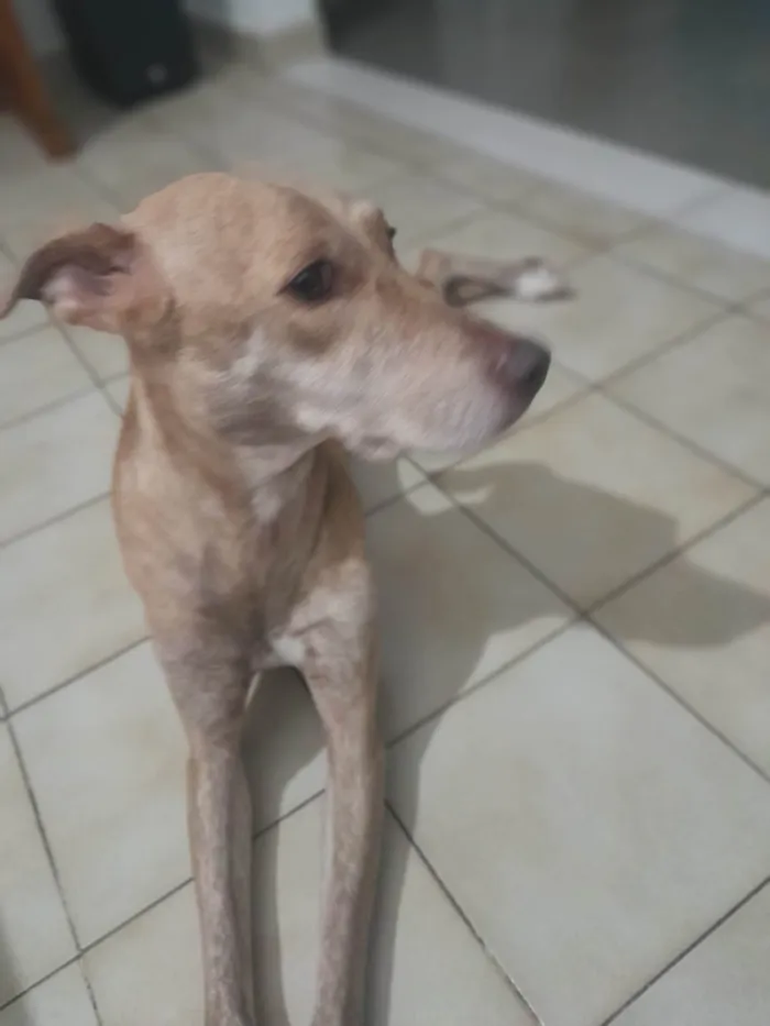 Cachorro ra a RI idade 4 anos nome Pandora