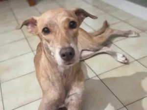 Cachorro raça RI idade 4 anos nome Pandora