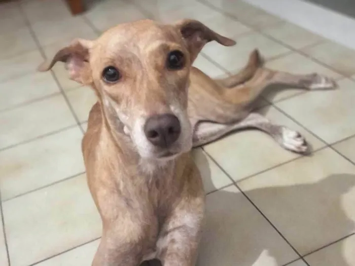 Cachorro ra a RI idade 4 anos nome Pandora