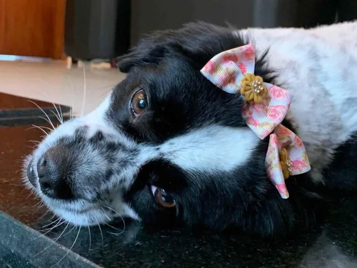 Cachorro ra a Mestiço idade 4 anos nome Pandora