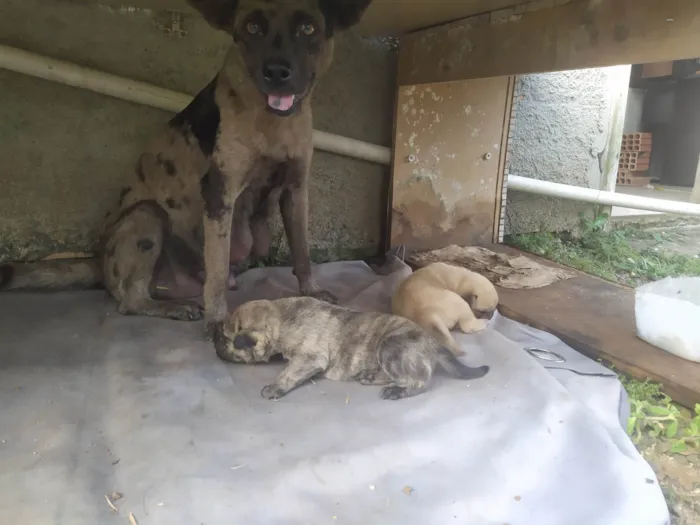 Cachorro ra a SRD-ViraLata idade Abaixo de 2 meses nome Filhotes