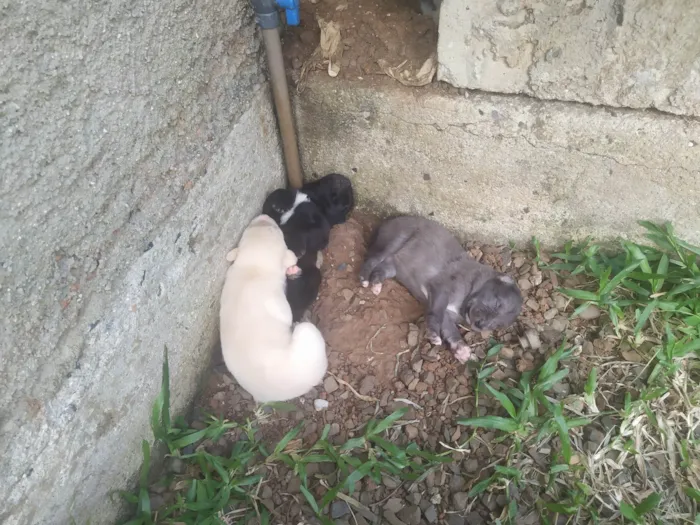 Cachorro ra a SRD-ViraLata idade Abaixo de 2 meses nome Filhotes