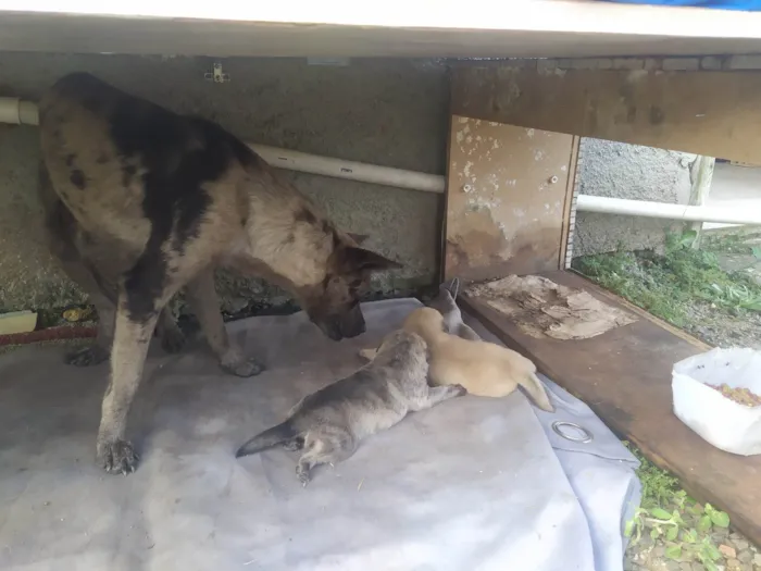 Cachorro ra a SRD-ViraLata idade Abaixo de 2 meses nome Filhotes