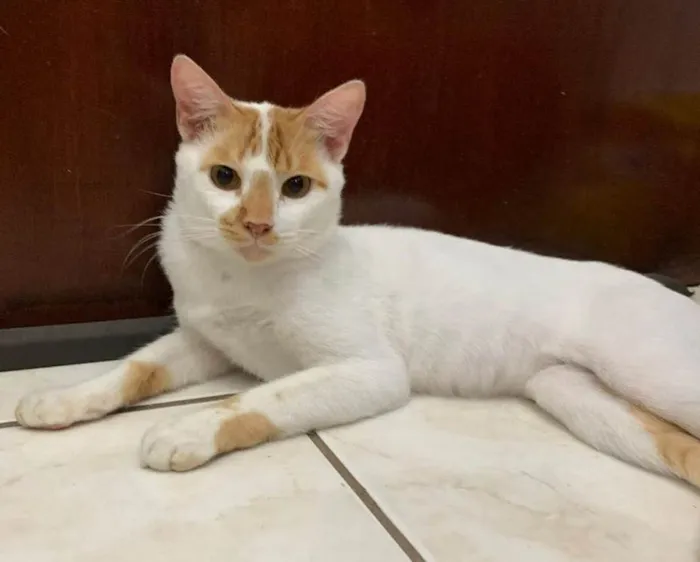 Gato ra a SRD-ViraLata idade 2 anos nome S U S H I