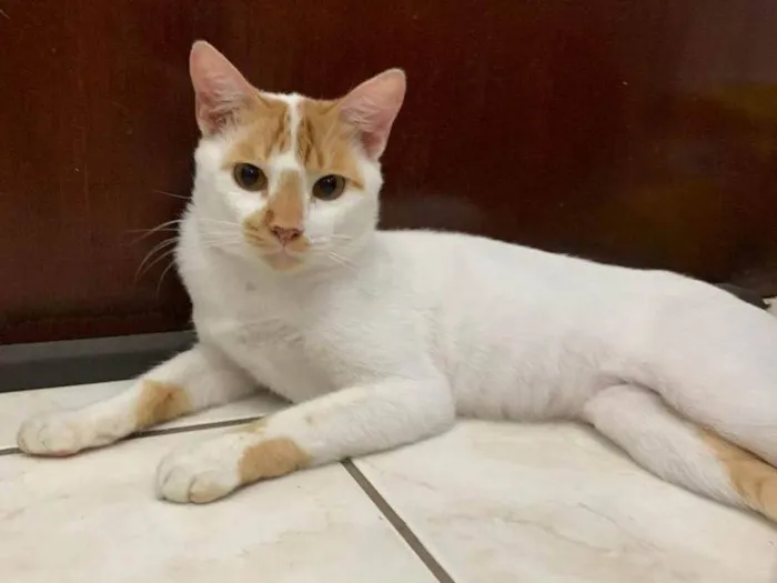 Gato ra a SRD-ViraLata idade 2 anos nome S U S H I