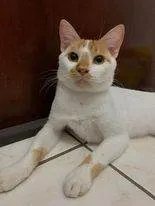 Gato ra a SRD-ViraLata idade 2 anos nome S U S H I