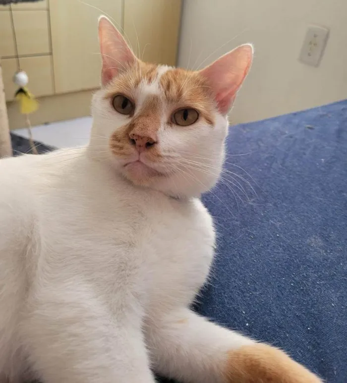 Gato ra a SRD-ViraLata idade 2 anos nome S U S H I