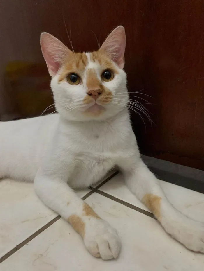 Gato ra a SRD-ViraLata idade 2 anos nome S U S H I