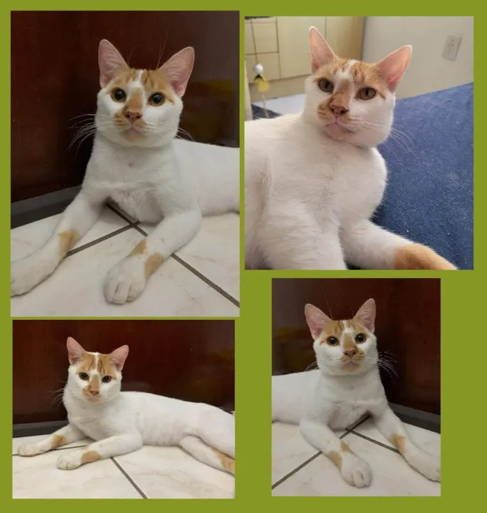 Gato ra a SRD-ViraLata idade 2 anos nome S U S H I