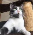 Fofinho
