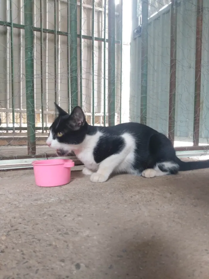 Gato ra a SRD idade 2 a 6 meses nome Frajola/Juvenal