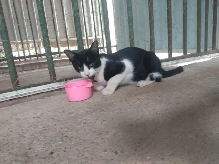 Gato ra a SRD idade 2 a 6 meses nome Frajola/Juvenal