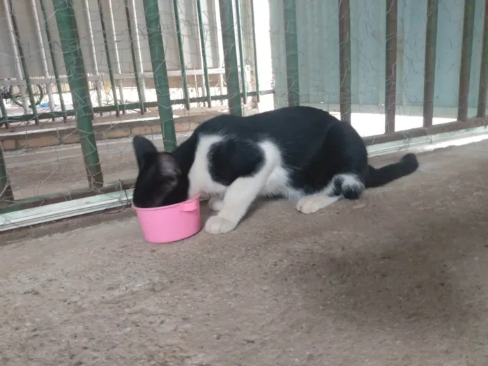 Gato ra a SRD idade 2 a 6 meses nome Frajola/Juvenal