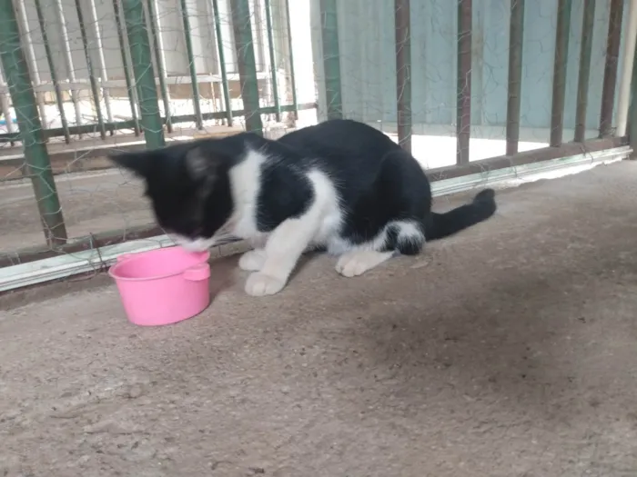 Gato ra a SRD idade 2 a 6 meses nome Frajola/Juvenal