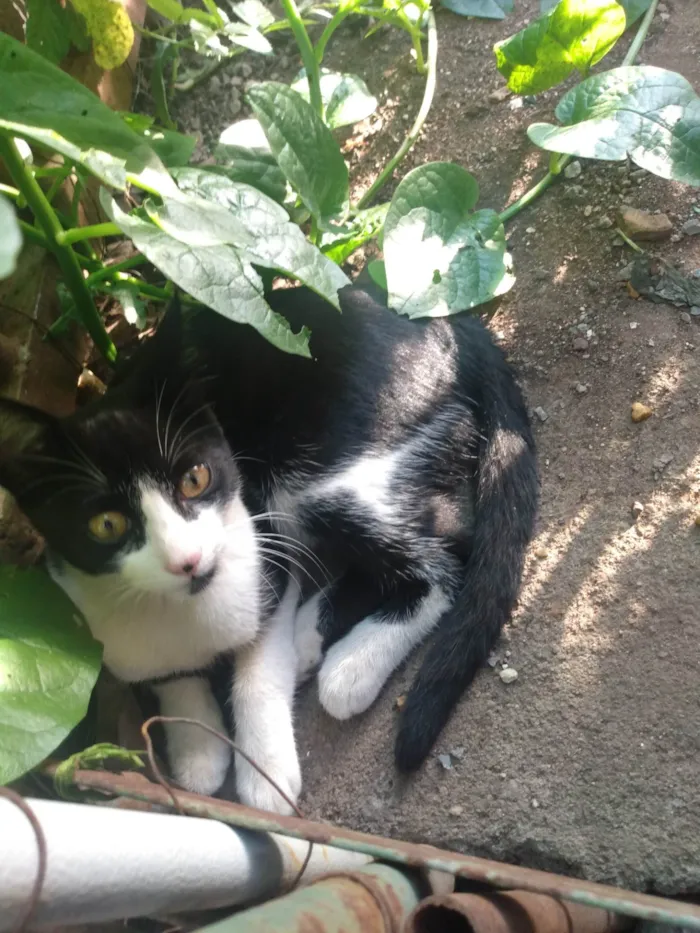 Gato ra a SRD idade 2 a 6 meses nome Frajola/Juvenal