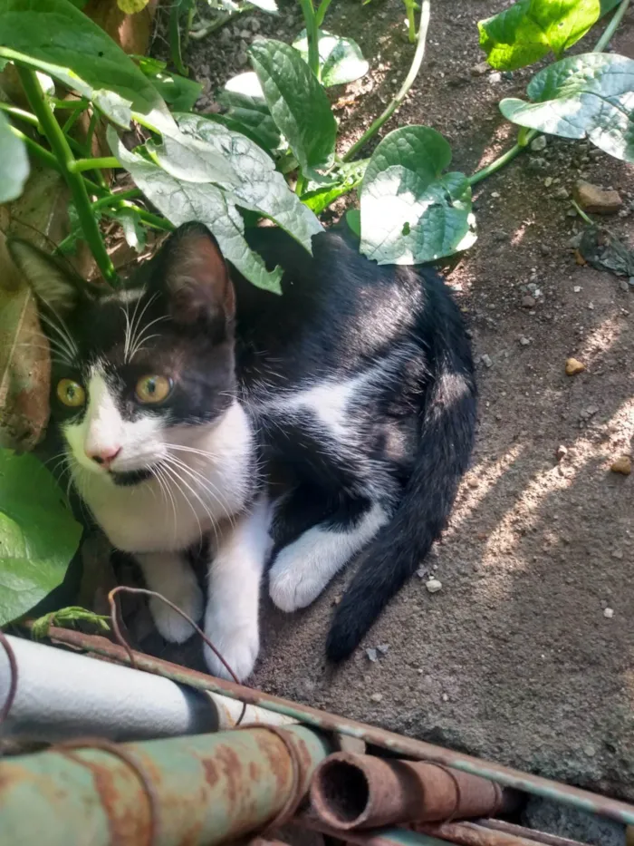 Gato ra a SRD idade 2 a 6 meses nome Frajola/Juvenal