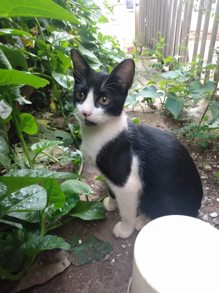 Gato ra a SRD idade 2 a 6 meses nome Frajola/Juvenal