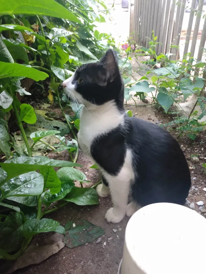 Gato ra a SRD idade 2 a 6 meses nome Frajola/Juvenal
