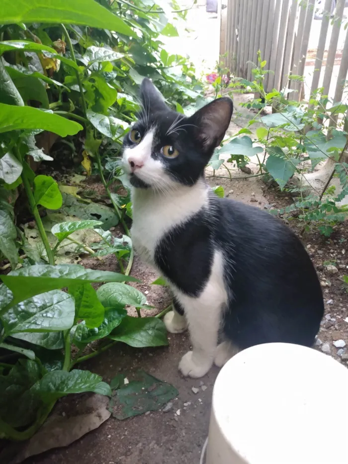 Gato ra a SRD idade 2 a 6 meses nome Frajola/Juvenal