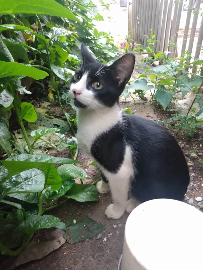 Gato ra a SRD idade 2 a 6 meses nome Frajola/Juvenal