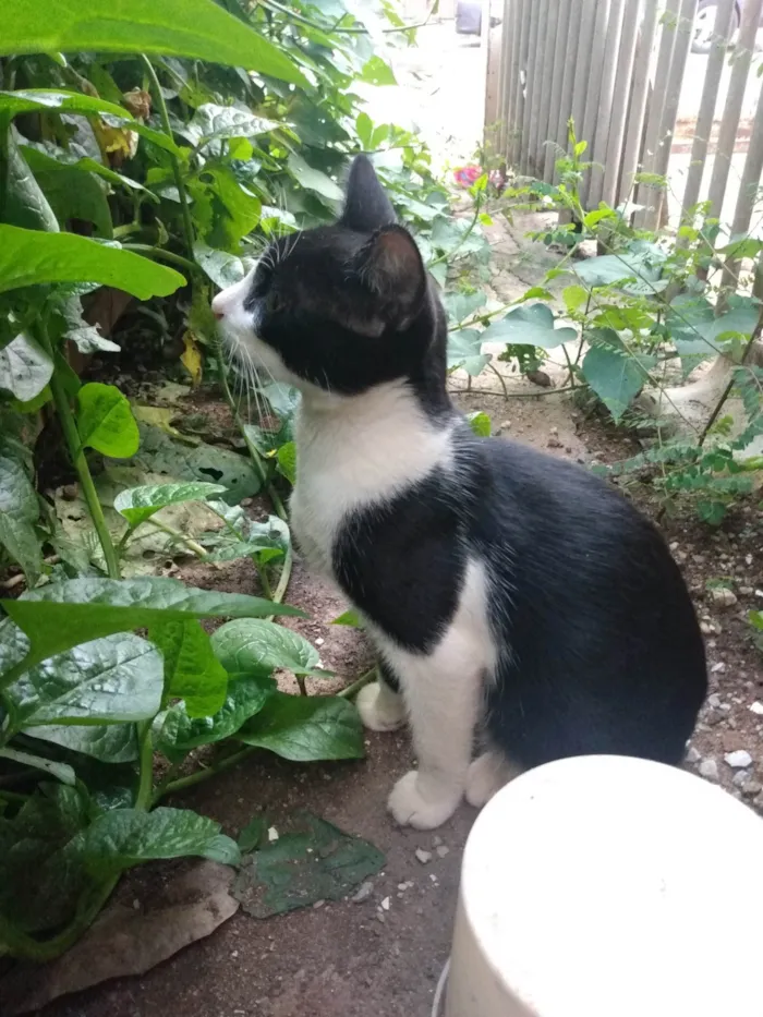 Gato ra a SRD idade 2 a 6 meses nome Frajola/Juvenal