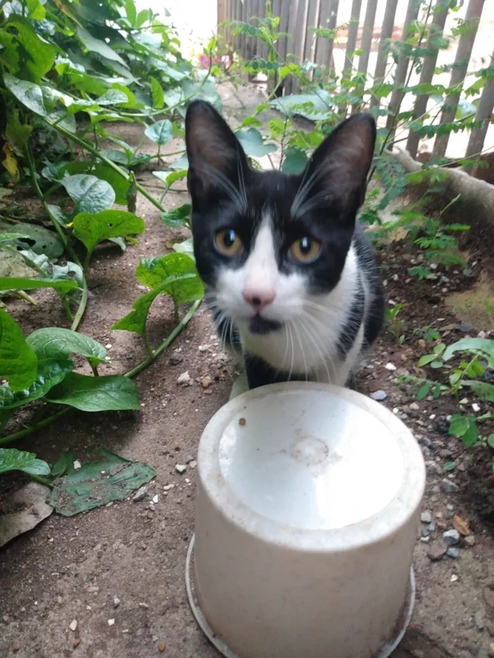 Gato ra a SRD idade 2 a 6 meses nome Frajola/Juvenal