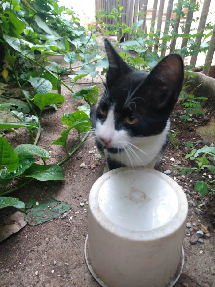 Gato ra a SRD idade 2 a 6 meses nome Frajola/Juvenal