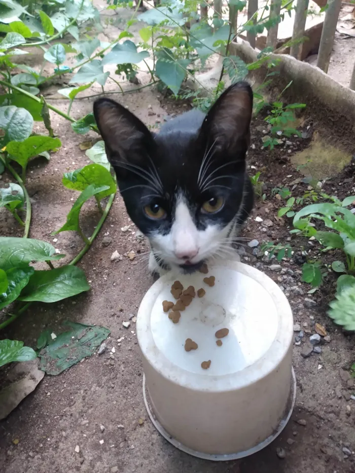 Gato ra a SRD idade 2 a 6 meses nome Frajola/Juvenal