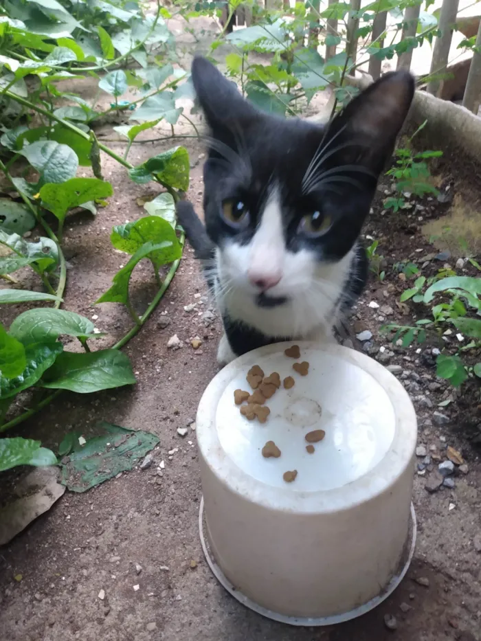 Gato ra a SRD idade 2 a 6 meses nome Frajola/Juvenal