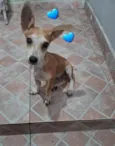 Simba