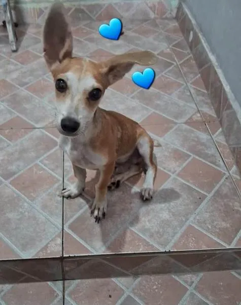 Cachorro ra a SRD-ViraLata idade 7 a 11 meses nome Simba