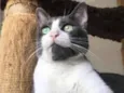 Fofinho