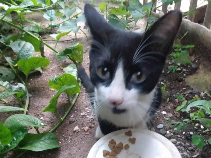Gato ra a SRD idade 2 a 6 meses nome Frajola/Juvenal