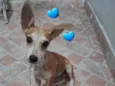 Simba