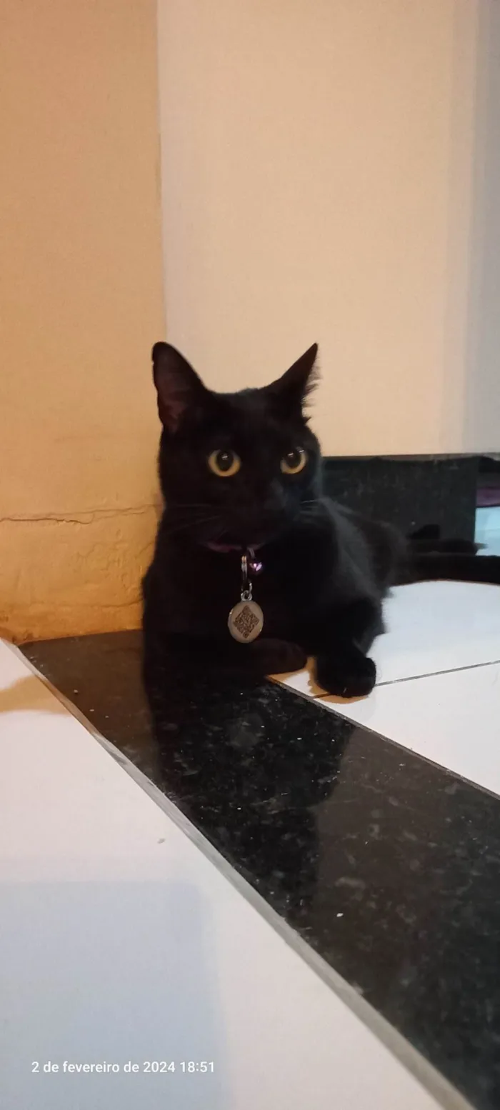 Gato ra a Bombaim idade 2 anos nome Ravena/ Fúria 