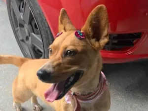 Cachorro raça SRD-ViraLata idade 4 anos nome Lola 