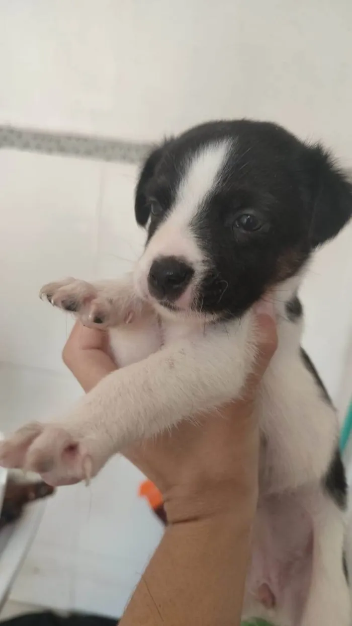 Cachorro ra a Viralata  idade Abaixo de 2 meses nome Vakinha